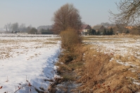 4.Krzewy zasłaniające selera węzłobaldachowego fot.K.Dziurewicz