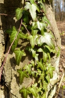 Bluszcz pospolity fot. A. Szmatowicz