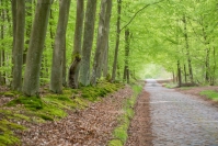 Drogą przez rezerwat Dębina fot. K. Gajda