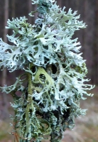 Mąkla tarniowa fot. P. Cieniuch