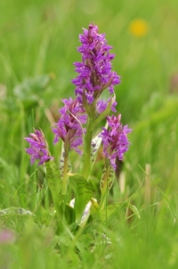 kukułka szerokolistna