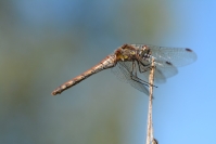 Drapieżna ważka szablak późny fot. Katarzyna Kopka