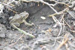 Ropucha szara fot. Katarzyna Kopka