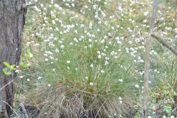 Wełnianka pochwowata fot. Katarzyna Kopka