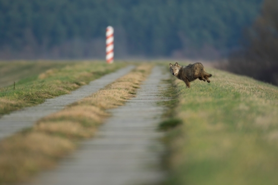 Wilk fot. Grzegorz Sawko