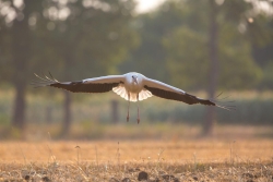 Bocian biały przedmiot ochrony czynnej w Lubuskich Parkach Krajobrazowych fot.Krzysztof Gajda 1