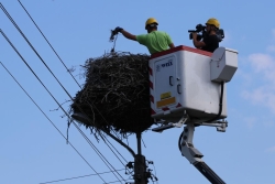 Czyszczenie gniazd bociana białego fot.Paweł Cieniuch 1
