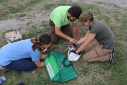 Uwalnianie młodego bociana ze sznurków fot. Agnieszka Szmatowicz 1