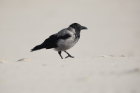 Wrona siwa fot. K.Gajda