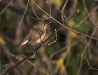 Zaganiacz kryjący się wśród krzewów fot. Saxifraga Luc Hoogenstein