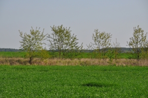 DSC 3787