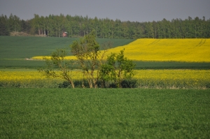 DSC 3790