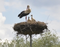 Gniazdo w Stołuniu