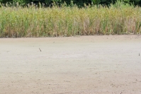 Wyschnięty mały zbiornik wodny na terenie PPK fot. Katarzyna Szczepaniak