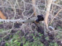 Charakterystyczne pąki jesiona wyniosłego fot. Natalia Borkowska Wójcik