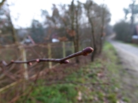 Okryte brunatnoczerwonymi łuskami pąki lipy szerokolistnej fot. Natalia Borkowska Wójcik