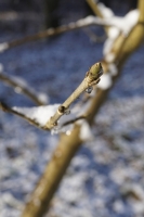 Pąki klonu jawora fot. Natalia Borkowska Wójcik