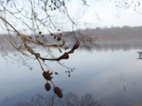 Pąki olchy fot. Natalia Borkowska Wójcik