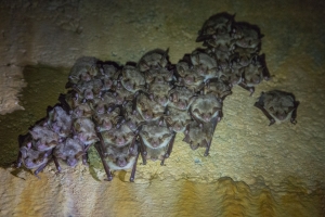 Kolonia nocków dużych fot. Krzysztof Gajda