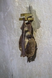 Nocek duży i nocek rudy postanowiły wspólnie spędzić zimę fot