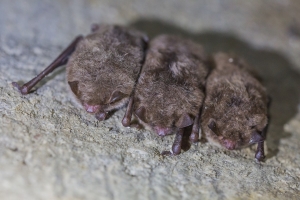 Nocki rude fot. Krzysztof Gajda