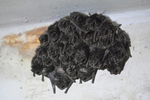 Razem cieplej kolonia mopków fot. Krzysztof Gajda