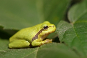 Rzekotka drzewna płaz świetenie wspinający się po krzewach i drzewachjpg
