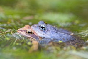 Żaba moczarowa samce tego gatunku mają niebieski kolor w czasie godówjpg