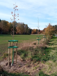Nowopowstała aleja drzew miododajnych oraz objętych ścisłą ochroną gatunkową drzew z gatunku jarząb brekinia oraz jarząb szwedzki