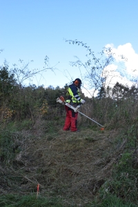 Prace przygotowawcze pod wykonanie nowych nasadzeń drzew