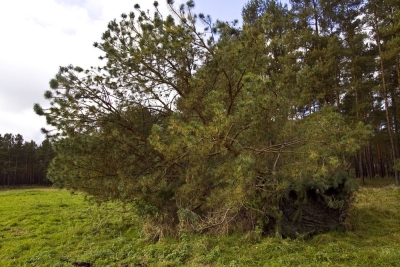 Czatownia do obserwacji wkomponowana w naturalne otoczenie