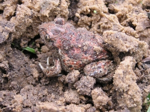 Grzebiuszka ziemna Pelobates fuscus płaz który pachnie czosnkiem fot. archiwum PPK
