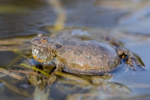 Kumak nizinny Bombina bombina przysmakiem kumaka są komary.fot. Krzysztof Gajda