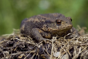 Ropucha szara Bufo bufo największa ropucha w Polsce fot. Krzysztof Gajda