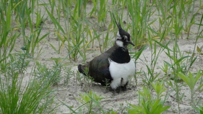 Czajka fot. P. Jankowski