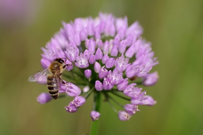 Czosnek kątowy zdjęcie Piotr Jagodziński