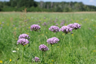 łąka zdjęcie Piotr Jagodziński