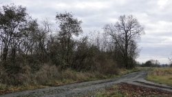 Zakrzaczenia przy gospodarstwie - ulubione siedlisko mazurka