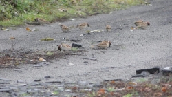 Mazurki na dróżce w Białczyku fot. P. Cieniuch