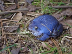 Samiec żaby moczarowej