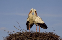 Bociany z Klopotu fot.K.Gajda