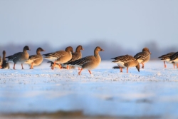 Gęsi zbożowe fot.K.Gajda