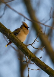 jemiołuszka fot.K.Gajda