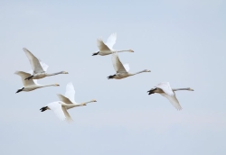 Łabędzie krzykliwe fot.K.Gajda