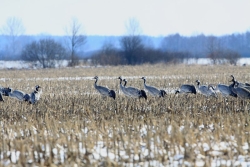 Żurawie na zimowisku fot.K.Gajda