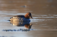 gągoł samica fot. K.Gajda