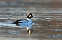 gągoł samiec fot.K.Gajda