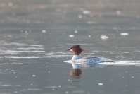 nurogęś samica fot.K.Gajda