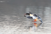 nurogęś samiec fot.K.Gajda