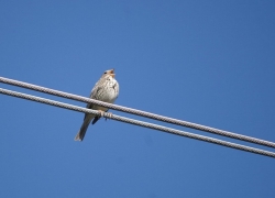 Potrzeszcz fot. Paweł Cieniuch